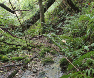 Vallon forestier dans la vallée du Petit Morin avec Polystichum aculeatum
