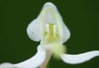 photo Platanthère à deux feuilles