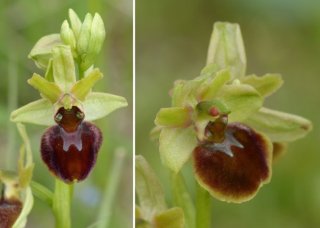 photo Ophrys araignée