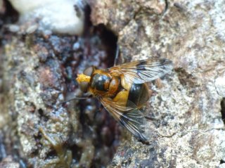 photo Volucella inflata