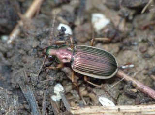 photo Chlaenius spoliatus