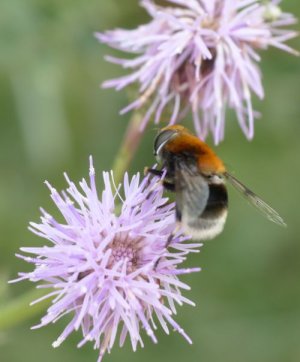 photo Eristalis intricaria