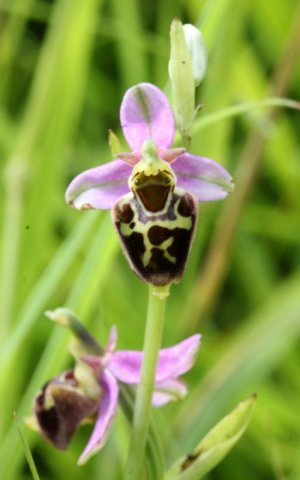 photo Ophrys bourdon