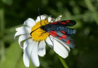 photo Zygène des prés (La)