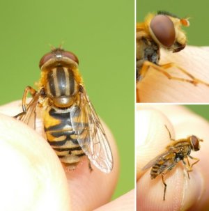 photo Parhelophilus versicolor