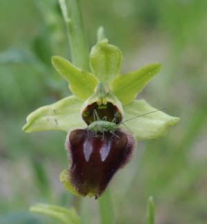 photo Ophrys araignée