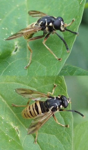 photo Temnostoma vespiforme