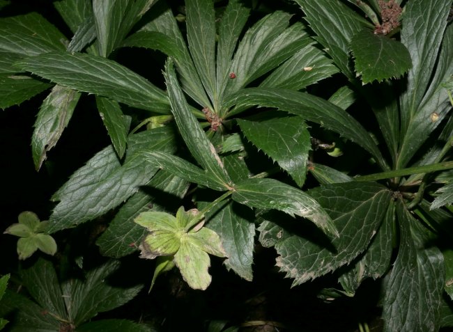 Ellébore vert - Helleborus viridis