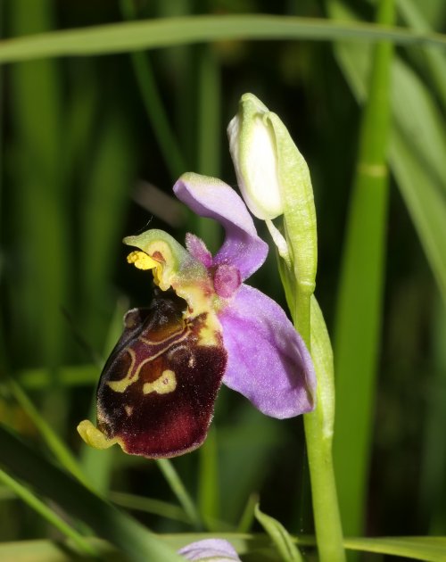 Ophrys bourdon - Ophrys fuciflora