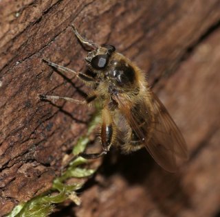 photo Brachypalpus laphriformis