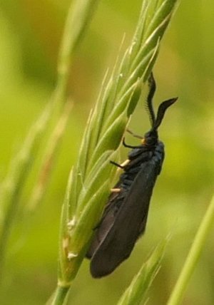 photo Procris du Prunellier (Le)