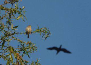 photo Pouillot fitis