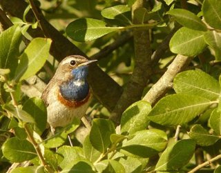 photo Gorgebleue à miroir