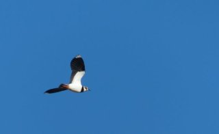 photo Vanneau huppé