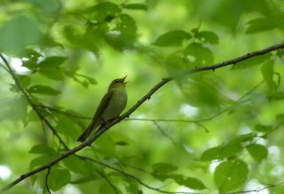 photo Pouillot siffleur