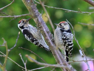 photo Pic épeichette