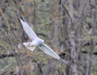 photo Busard Saint-Martin