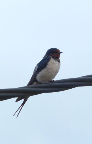 photo Hirondelle rustique