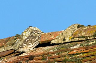 photo Chevêche d'Athéna