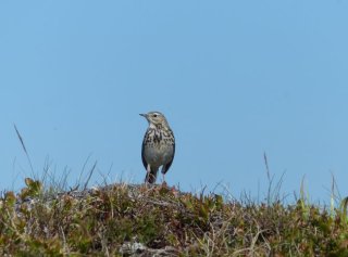 photo Pipit farlouse