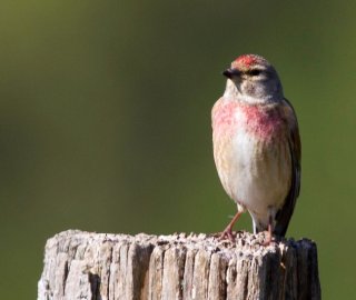 photo Linotte mélodieuse