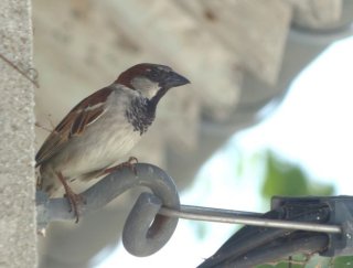 photo Moineau domestique