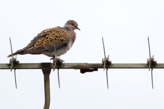 photo Tourterelle des bois