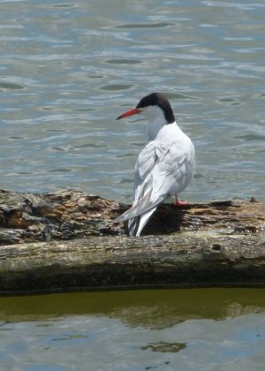 photo Sterne pierregarin