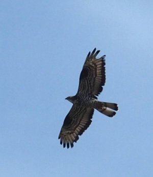 photo Bondrée apivore