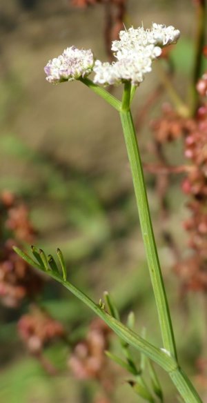 photo Œnanthe fistuleuse