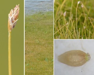 photo Éléocharide épingle