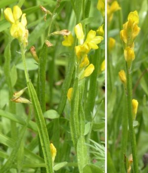 photo Genêt sagitté