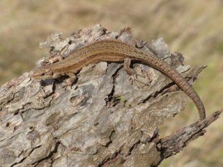 photo Lézard vivipare (Le)