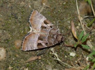 photo Noctuelle améthyste (La)