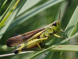 photo Criquet ensanglanté