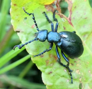 photo Meloe enfle-boeufs violet