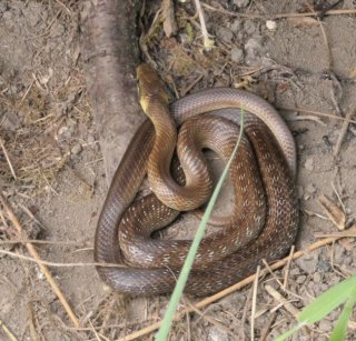 photo Couleuvre d'Esculape (La)