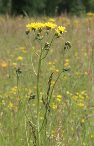 photo Crépide bisannuelle