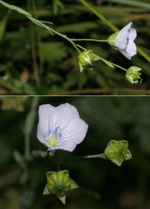photo Lin à feuilles étroites