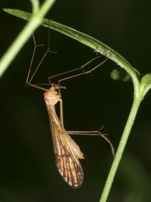photo Bittacus hageni