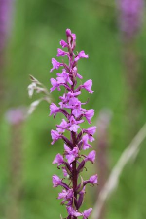 photo Gymnadénie moucheron