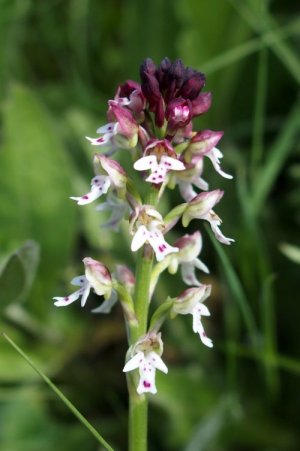 photo Néotinée brûlée