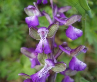 photo Anacamptide bouffon