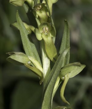 photo Coeloglosse vert