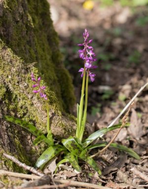 photo Orchis mâle
