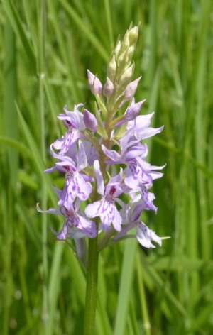 photo Dactylorhize de Fuchs