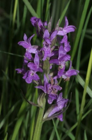 photo Dactylorhize de mai