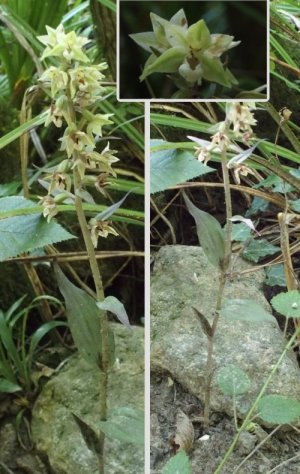 photo Épipactide pourpre