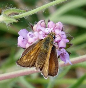 photo Hespérie du Chiendent (L')