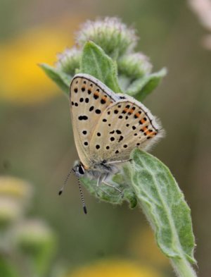 photo Cuivré fuligineux (Le)